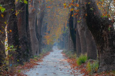 Bursa Lipsli Köyü ve Cinarli Yolu. Bursa, tarihi zenginliklerin ve doğal güzelliklerin her köşede keşfedilmeyi beklediği bir şehirdir..