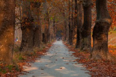 Bursa Lipsli Köyü ve Cinarli Yolu. Bursa, tarihi zenginliklerin ve doğal güzelliklerin her köşede keşfedilmeyi beklediği bir şehirdir..