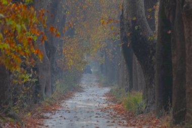 Bursa Lipsli Köyü ve Cinarli Yolu. Bursa, tarihi zenginliklerin ve doğal güzelliklerin her köşede keşfedilmeyi beklediği bir şehirdir..