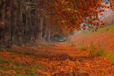 Bursa Lipsli Köyü ve Cinarli Yolu. Bursa, tarihi zenginliklerin ve doğal güzelliklerin her köşede keşfedilmeyi beklediği bir şehirdir..