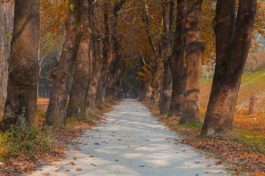 Bursa Lipsli Köyü ve Cinarli Yolu. Bursa, tarihi zenginliklerin ve doğal güzelliklerin her köşede keşfedilmeyi beklediği bir şehirdir..