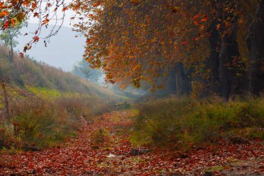 Bursa Lipsli Köyü ve Cinarli Yolu. Bursa, tarihi zenginliklerin ve doğal güzelliklerin her köşede keşfedilmeyi beklediği bir şehirdir..