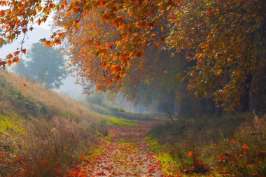 Bursa Lipsli Köyü ve Cinarli Yolu. Bursa, tarihi zenginliklerin ve doğal güzelliklerin her köşede keşfedilmeyi beklediği bir şehirdir..