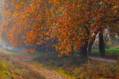 Bursa Lipsli Köyü ve Cinarli Yolu. Bursa, tarihi zenginliklerin ve doğal güzelliklerin her köşede keşfedilmeyi beklediği bir şehirdir..