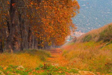 Bursa Lipsli Köyü ve Cinarli Yolu. Bursa, tarihi zenginliklerin ve doğal güzelliklerin her köşede keşfedilmeyi beklediği bir şehirdir..