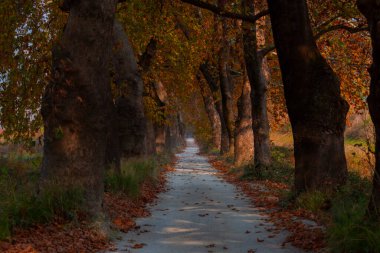 Bursa Lipsli Köyü ve Cinarli Yolu. Bursa, tarihi zenginliklerin ve doğal güzelliklerin her köşede keşfedilmeyi beklediği bir şehirdir..
