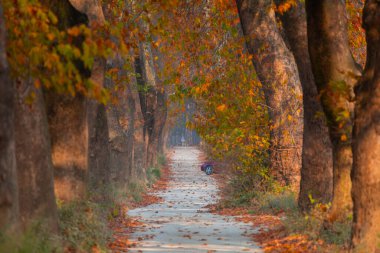 Bursa Lipsli Köyü ve Cinarli Yolu. Bursa, tarihi zenginliklerin ve doğal güzelliklerin her köşede keşfedilmeyi beklediği bir şehirdir..