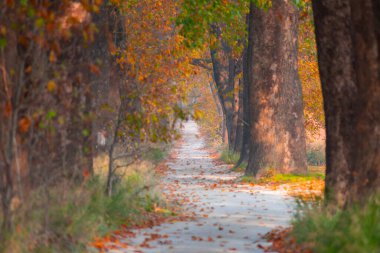 Bursa Lipsli Köyü ve Cinarli Yolu. Bursa, tarihi zenginliklerin ve doğal güzelliklerin her köşede keşfedilmeyi beklediği bir şehirdir..