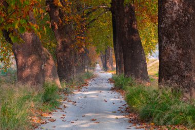 Bursa Lipsli Köyü ve Cinarli Yolu. Bursa, tarihi zenginliklerin ve doğal güzelliklerin her köşede keşfedilmeyi beklediği bir şehirdir..