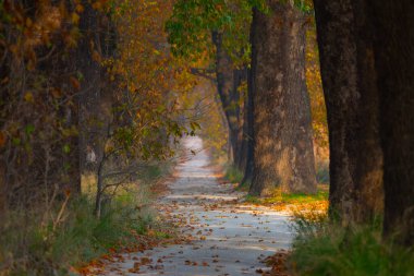 Bursa Lipsli Köyü ve Cinarli Yolu. Bursa, tarihi zenginliklerin ve doğal güzelliklerin her köşede keşfedilmeyi beklediği bir şehirdir..