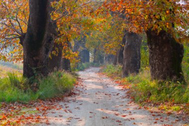 Bursa Lipsli Köyü ve Cinarli Yolu. Bursa, tarihi zenginliklerin ve doğal güzelliklerin her köşede keşfedilmeyi beklediği bir şehirdir..