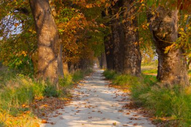 Bursa Lipsli Köyü ve Cinarli Yolu. Bursa, tarihi zenginliklerin ve doğal güzelliklerin her köşede keşfedilmeyi beklediği bir şehirdir..