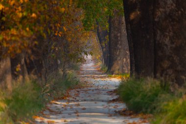 Bursa Lipsli Köyü ve Cinarli Yolu. Bursa, tarihi zenginliklerin ve doğal güzelliklerin her köşede keşfedilmeyi beklediği bir şehirdir..