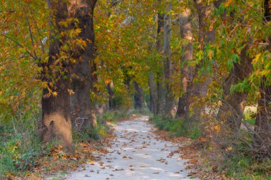 Bursa Lipsli Köyü ve Cinarli Yolu. Bursa, tarihi zenginliklerin ve doğal güzelliklerin her köşede keşfedilmeyi beklediği bir şehirdir..