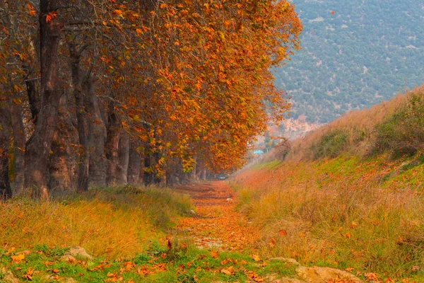 Bursa Lipsli Köyü ve Cinarli Yolu. Bursa, tarihi zenginliklerin ve doğal güzelliklerin her köşede keşfedilmeyi beklediği bir şehirdir..