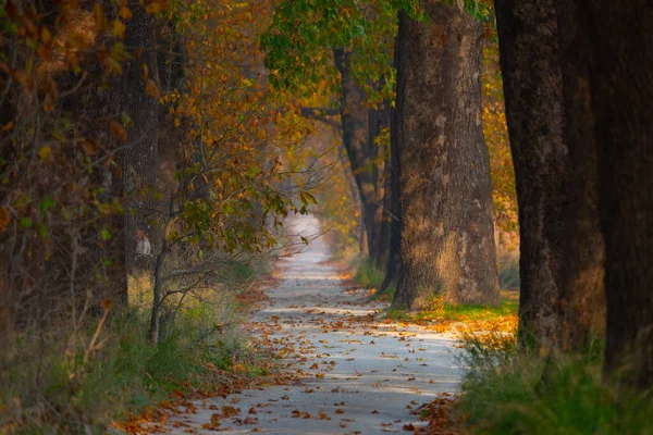 Bursa Lipsli Köyü ve Cinarli Yolu. Bursa, tarihi zenginliklerin ve doğal güzelliklerin her köşede keşfedilmeyi beklediği bir şehirdir..