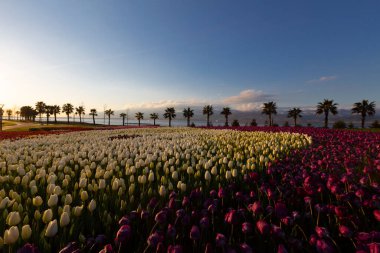 Seka Park, 1934 yılında açılan ve 2005 yılına kadar işletilen SEKA kağıt fabrikasının kapatılmasıyla gerçekleştirilen bir park planıdır ve arazi Kocaeli Büyükşehir Belediyesi 'ne devredilmiştir. Türkiye 'nin en büyük şehir parklarından biridir..