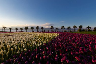 Seka Park, 1934 yılında açılan ve 2005 yılına kadar işletilen SEKA kağıt fabrikasının kapatılmasıyla gerçekleştirilen bir park planıdır ve arazi Kocaeli Büyükşehir Belediyesi 'ne devredilmiştir. Türkiye 'nin en büyük şehir parklarından biridir..