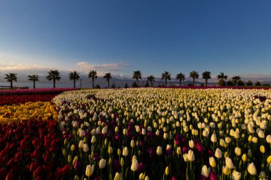 Seka Park, 1934 yılında açılan ve 2005 yılına kadar işletilen SEKA kağıt fabrikasının kapatılmasıyla gerçekleştirilen bir park planıdır ve arazi Kocaeli Büyükşehir Belediyesi 'ne devredilmiştir. Türkiye 'nin en büyük şehir parklarından biridir..