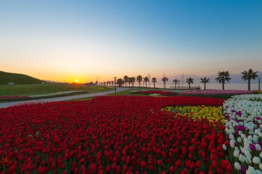 Lale. Güzel bir buket lale. Renkli laleler. İlkbaharda laleler, çiğ taneli renkli laleler