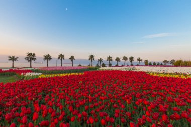 Lale. Güzel bir buket lale. Renkli laleler. İlkbaharda laleler, çiğ taneli renkli laleler