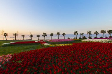 Lale. Güzel bir buket lale. Renkli laleler. İlkbaharda laleler, çiğ taneli renkli laleler