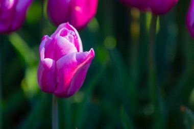 Lale. Güzel bir buket lale. Renkli laleler. İlkbaharda laleler, çiğ taneli renkli laleler