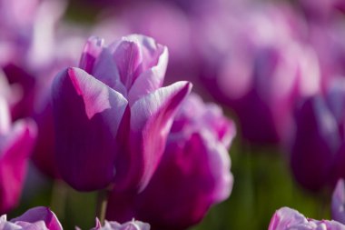 Lale. Güzel bir buket lale. Renkli laleler. İlkbaharda laleler, çiğ taneli renkli laleler