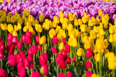 Lale. Güzel bir buket lale. Renkli laleler. İlkbaharda laleler, çiğ taneli renkli laleler