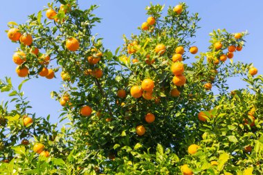 Seyhan Nehri kıyısında muhteşem bir yapıya sahip olan Sabanc Camii, 6 minaresi olan muhteşem bir yapıya sahip ve 32 metre çapında bir kubbe sekiz fil bacağı üzerinde yer alıyor..