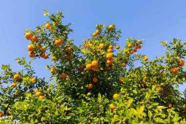 Seyhan Nehri kıyısında muhteşem bir yapıya sahip olan Sabanc Camii, 6 minaresi olan muhteşem bir yapıya sahip ve 32 metre çapında bir kubbe sekiz fil bacağı üzerinde yer alıyor..