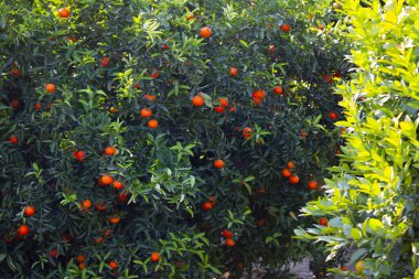 Adana kenti, Türkiye 'nin en güzel kenti, tarihi tren viyadüğü