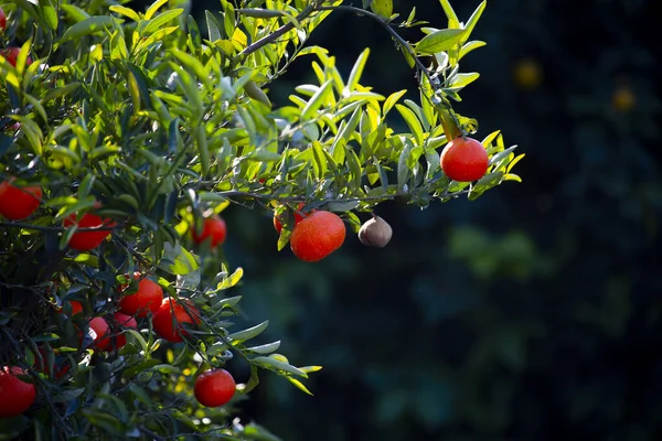 Adana Πόλη Πιο Όμορφη Πόλη Στην Τουρκία Ιστορική Γέφυρα Τρένο — Φωτογραφία Αρχείου