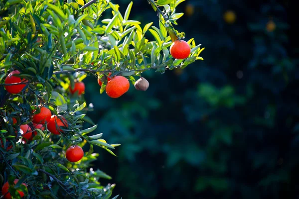 Adana Πόλη Πιο Όμορφη Πόλη Στην Τουρκία Ιστορική Γέφυρα Τρένο — Φωτογραφία Αρχείου