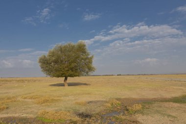 Erciyes Dağı, Orta Anadolu Bölgesi 'nde yer alan bir yanardağdır. Kayseri 'nin 25 km güneybatısındaki Sultansazl ovalardan yükselen devasa bir stratovolcano..