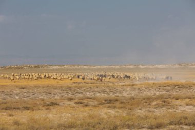Erciyes Dağı, Orta Anadolu Bölgesi 'nde yer alan bir yanardağdır. Kayseri 'nin 25 km güneybatısındaki Sultansazl ovalardan yükselen devasa bir stratovolcano..