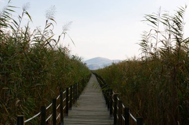 Kayseri doğal sazlıklar ve ereksiyon dağı. / Türkiye