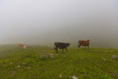 Uzungol, Trabzon ilinin Trabzon ilçesine bağlı bir göldür. Aykara ilçesinin Uzungl ilçesinde yer almaktadır. Yamaçlardan düşüp Haldizen deresini tıkayan kayalar tarafından oluşmuş..