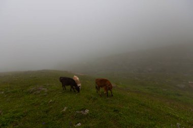 Uzungol, Trabzon ilinin Trabzon ilçesine bağlı bir göldür. Aykara ilçesinin Uzungl ilçesinde yer almaktadır. Yamaçlardan düşüp Haldizen deresini tıkayan kayalar tarafından oluşmuş..