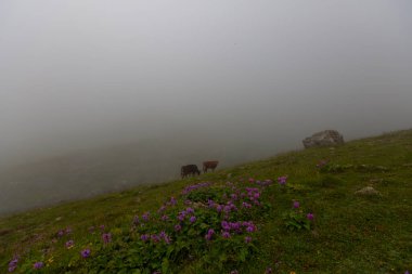 Uzungol, Trabzon ilinin Trabzon ilçesine bağlı bir göldür. Aykara ilçesinin Uzungl ilçesinde yer almaktadır. Yamaçlardan düşüp Haldizen deresini tıkayan kayalar tarafından oluşmuş..