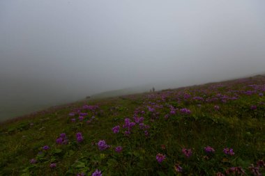 Uzungol, Trabzon ilinin Trabzon ilçesine bağlı bir göldür. Aykara ilçesinin Uzungl ilçesinde yer almaktadır. Yamaçlardan düşüp Haldizen deresini tıkayan kayalar tarafından oluşmuş..
