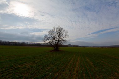 Kiyikoy, Kirklareli ili sınırları içinde, doğal güzellikleriyle göze çarpan Vize ilçesine bağlı bir sahil kasabasıdır..