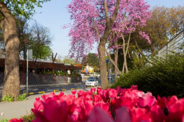 Vriz, Konya 'nın Halkapnar ilçesinin Vriz ilçesine bağlı bir Demir Çağı koruma alanıdır..