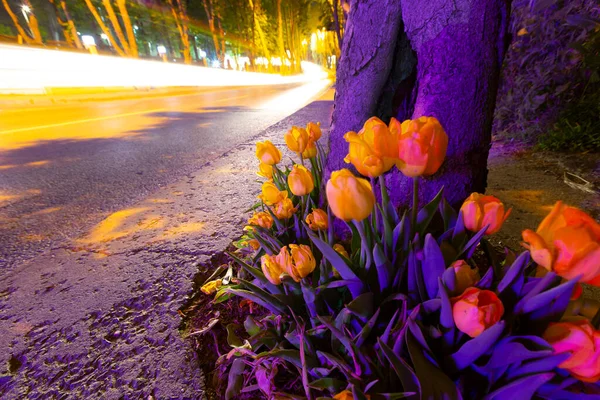 Mevlana Tomb Konya Tulip Gardens — 스톡 사진