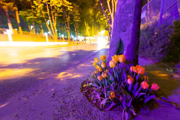 Mevlana Tomb Konya Tulip Gardens — Stock fotografie