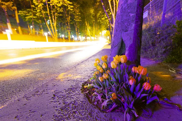 Mevlana Tomb Konya Tulip Gardens — Stock fotografie