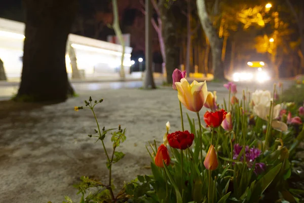 Mevlana Tombe Konya Tulip Gardens — Stockfoto