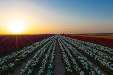 Konya Lale Bahçeleri ve Manzaraları .