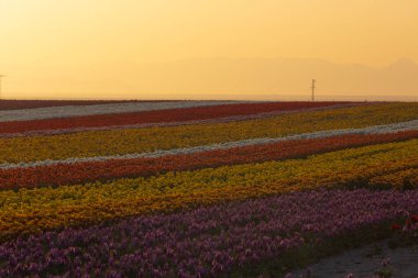 Konya Lale Bahçeleri ve Manzaraları .