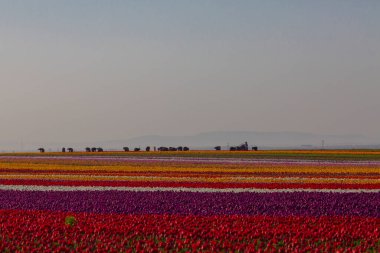 Konya Lale Bahçeleri ve Manzaraları .